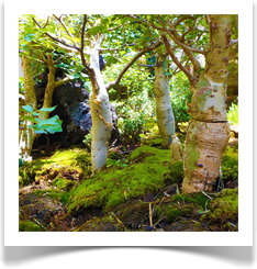 Natural Gallery
